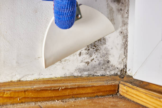 Best Mold-Related Health Consultation  in Forrest City, AR