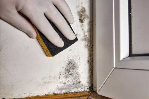 Best Airborne Mold Testing  in Forrest City, AR