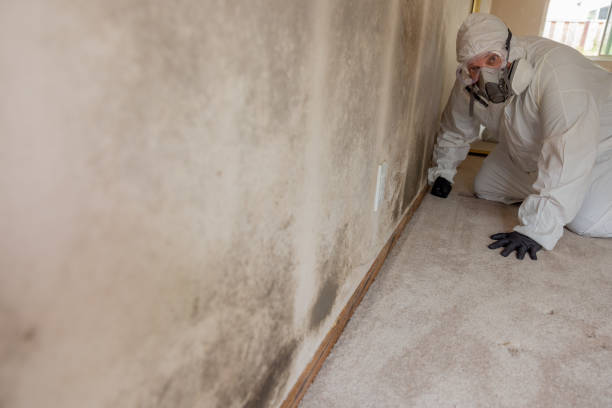 Professional Mold Removal in Forrest City, AR